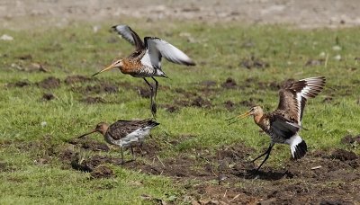 Grutto / Black-tailed Godwit / Limosa limosa