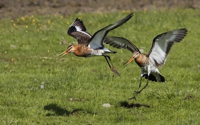 Grutto / Black-tailed Godwit / Limosa limosa