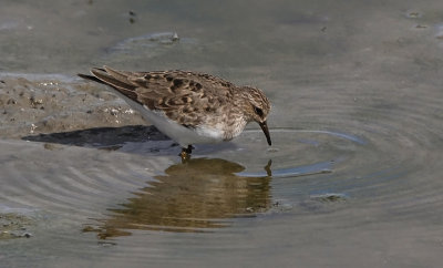 Temmincks Strandloper / Temminck's Stint / Calidris temminckii