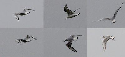 Kleine Kokmeeuw / Bonaparte's Gull / Chroicocephalus philadelphia