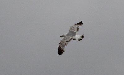 Zilvermeeuw / Herring Gull / Larus argentatus