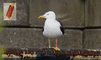 Kleine Mantelmeeuw / Lesser Black-backed Gull / Larus fuscus graellsii