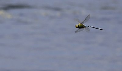 Grote Keizerlibel / Anax imperator