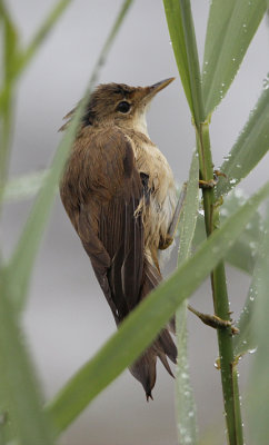 Kleine Karekiet / Reed Warbler / Acrocephalus scirpaceus