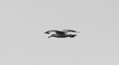 Pontische Meeuw / Caspian Gull / Larus cachinnans