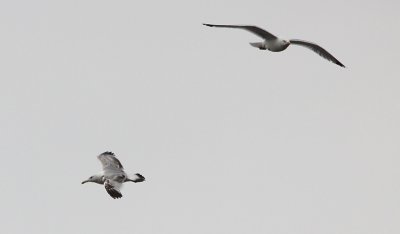 Pontische Meeuw / Caspian Gull / Larus cachinnans