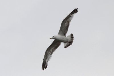 Pontische Meeuw / Caspian Gull / Larus cachinnans