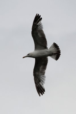 Pontische Meeuw / Caspian Gull / Larus cachinnans
