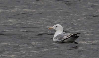 Pontische Meeuw / Caspian Gull / Larus cachinnans