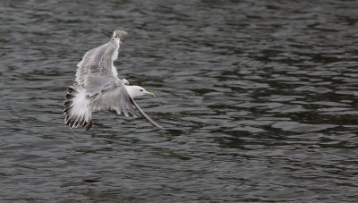 Pontische Meeuw / Caspian Gull / Larus cachinnans