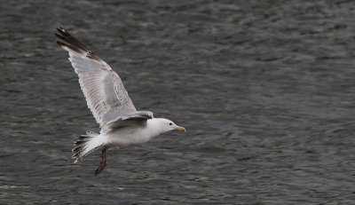Pontische Meeuw / Caspian Gull / Larus cachinnans