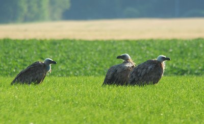 Vale Gier / Griffon Vulture / Gyps fulvus