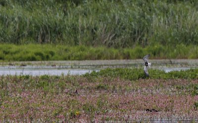 Witwangstern / Whiskered Tern / Chlidonias hybridus