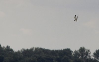 Witwangstern / Whiskered Tern / Chlidonias hybridus