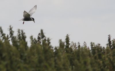 Witwangstern / Whiskered Tern / Chlidonias hybridus