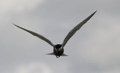 Witwangstern / Whiskered Tern / Chlidonias hybridus