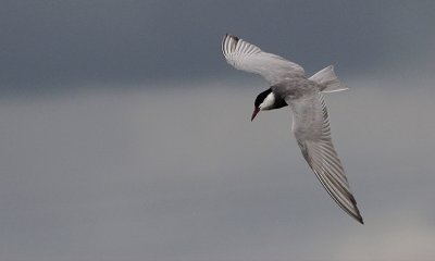 Witwangstern / Whiskered Tern / Chlidonias hybridus