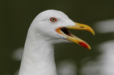 Kleine Mantelmeeuw / Lesser Black-backed Gull / Larus fuscus graellsii