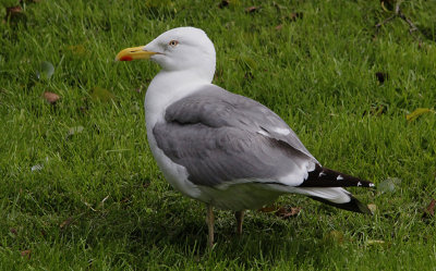 Hybride Zilvermeeuw x Kleine Mantelmeeuw / Herring Gull x Lesser Black-backed Gull? / Larus argentatus x Larus fuscus?
