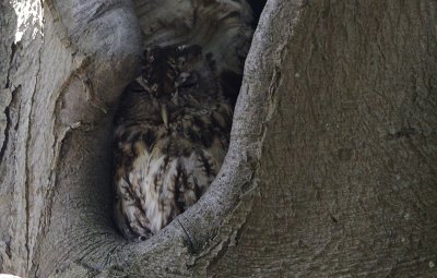 Bosuil / Tawny Owl / Strix aluco