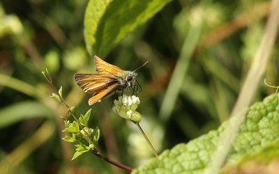 Geelsprietdikkopje / Thymelicus sylvestris