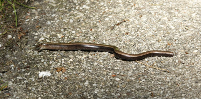 Hazelworm / Anguis fragilis