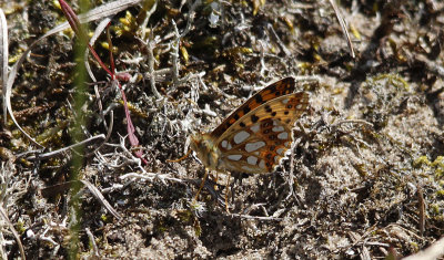 Kleine Parelmoervlinder / Issoria lathonia