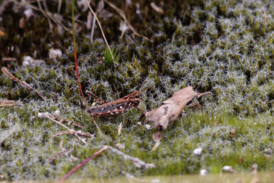 Knopsprietje / Myrmeleotettix maculatus