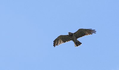 g4/83/998083/3/145215351.zpTYHYn5.jpg