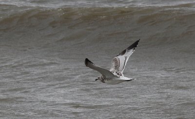 Zwartkopmeeuw / Mediterranean Gull / Ichthyaetus melanocephalus