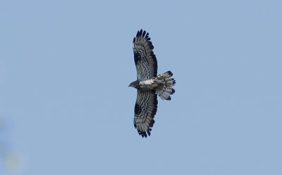 Wespendief / Honey Buzzard / Pernis apivoris