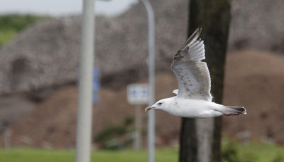 Pontische Meeuw / Caspian Gull / Larus cachinnans
