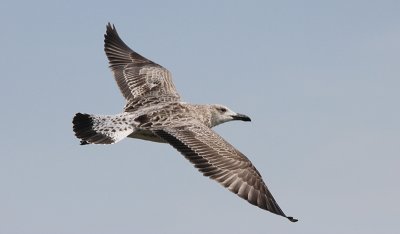 Pontische Meeuw / Caspian Gull / Larus cachinnans