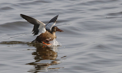 Slobeend / Northern Shoveler / Anas clypeata