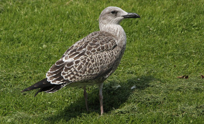 Kleine Mantelmeeuw / Lesser Black-backed Gull / Larus fuscus graellsii