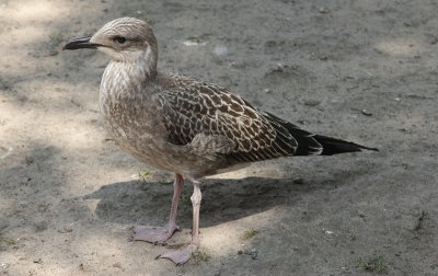 Kleine Mantelmeeuw / Lesser Black-backed Gull / Larus fuscus graellsii