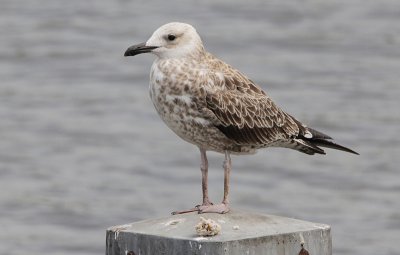 Pontische Meeuw / Caspian Gull / Larus cachinnans