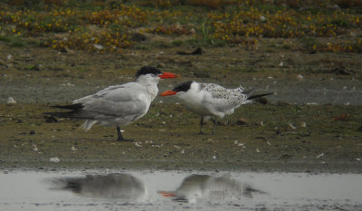 Reuzenstern / Caspian Tern / Hydroprogne caspia