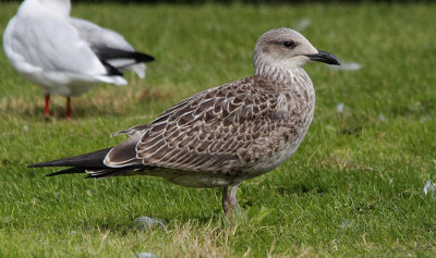 Kleine Mantelmeeuw / Lesser Black-backed Gull / Larus fuscus graellsii/intermedius