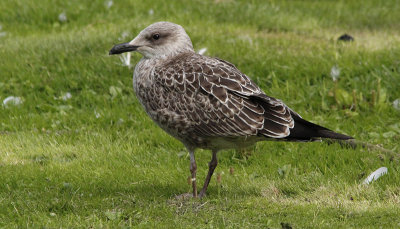 Kleine Mantelmeeuw / Lesser Black-backed Gull / Larus fuscus graellsii/intermedius