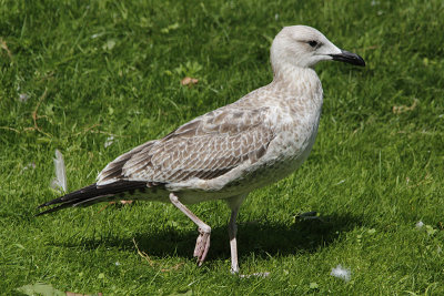 Pontische Meeuw / Caspian Gull / Larus cachinnans