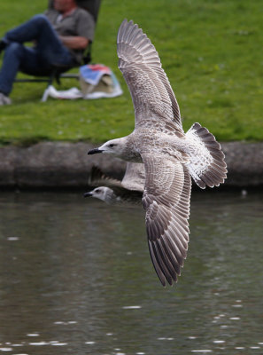 Pontische Meeuw / Caspian Gull / Larus cachinnans