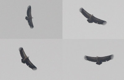 Vale Gier / Griffon Vulture / Gyps fulvus