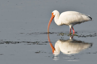 White Ibis