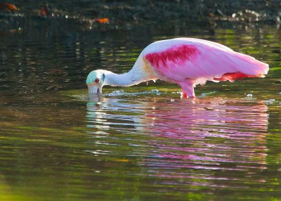 Roseate Spoonbill