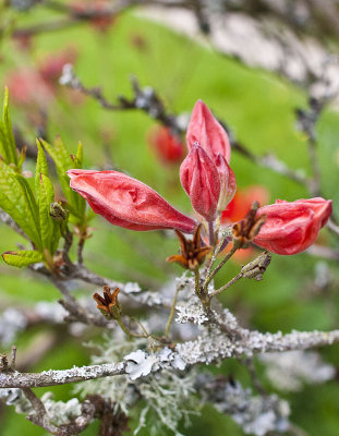 Lichen-flower-twig.jpg
