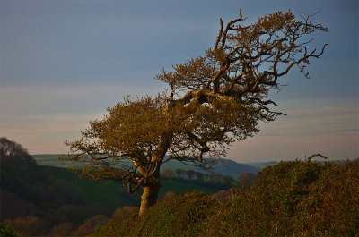 Gnarly-tree.jpg