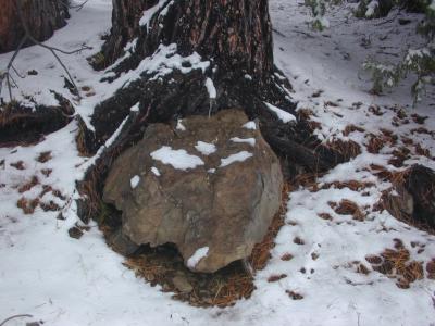 tree grows around rock