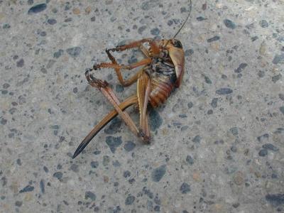 dead mormon cricket.JPG