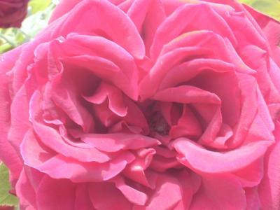 pink rose.JPG